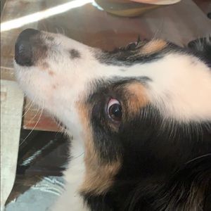 Meet your Posher, Douglas